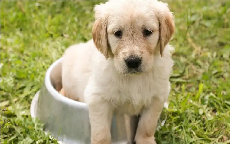 الولد الكبير.. نوع جديد من العناكب