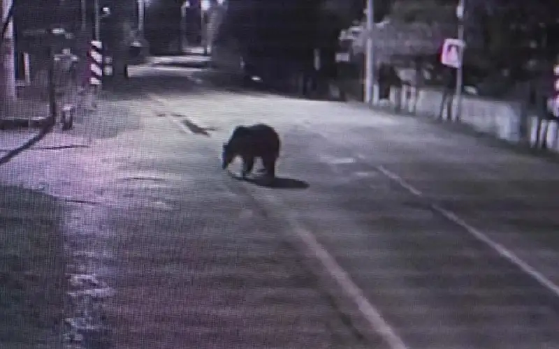 دب هارب يثير الرعب في تركيا..