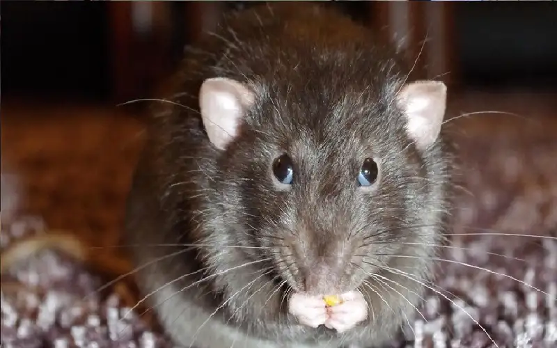 فئران تغزو غرفة أدلة شرطة.. وتنتشي