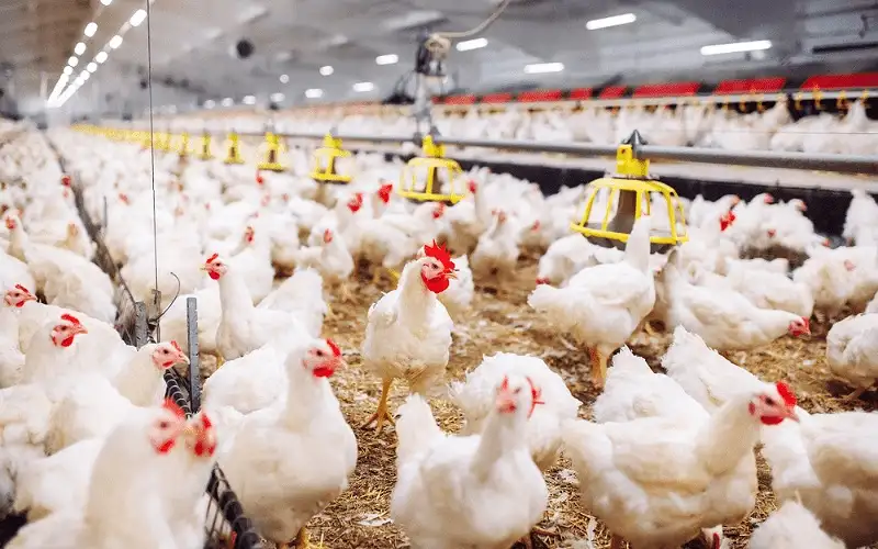 اتحاد منتجي الدواجن: الاسعار انخفضت بنسبة