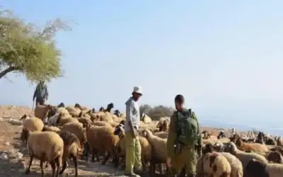 مستوطنون يسرقون أغناما من المعرجات غرب