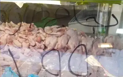 الصناعة والتجارة تؤكد إنخفاض أسعار الدجاج