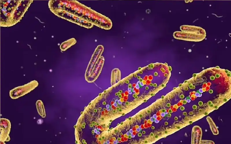 ماربورغ يثير الرعب.. فيروس نزيف العين