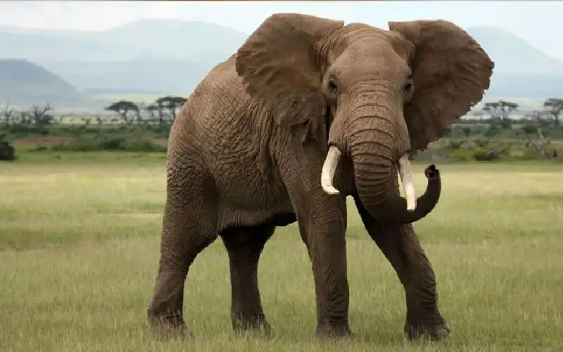 فيل مذعور من الألعاب النارية يدهس