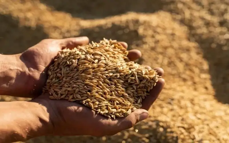 وزارة الصناعة: عدم استيراد الشعير يعود