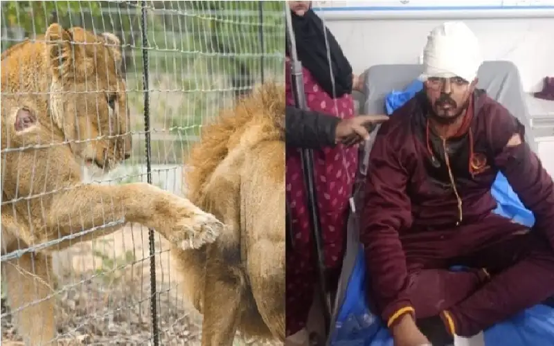 أسد يهاجم باكستانيا أثناء تصوير فيديو