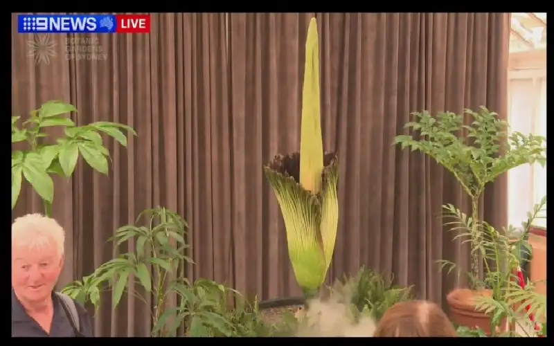 لأول مرة منذ 15 عاما.. زهرة