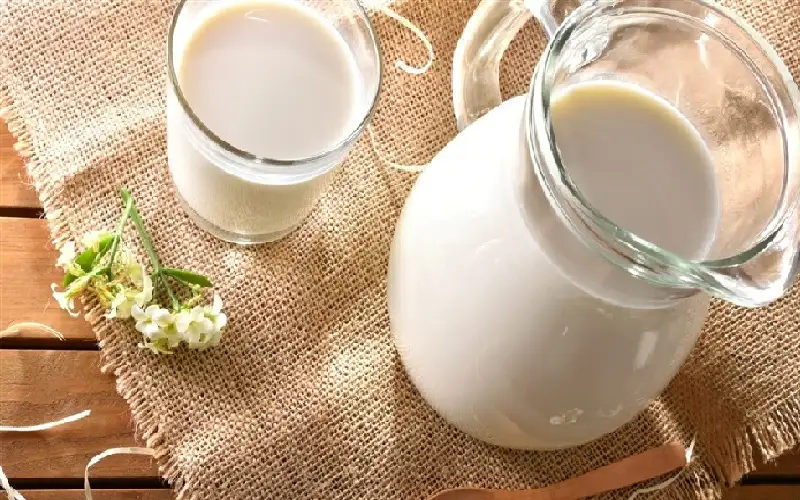 حليب النوق يدعم المناعة ولا يثير