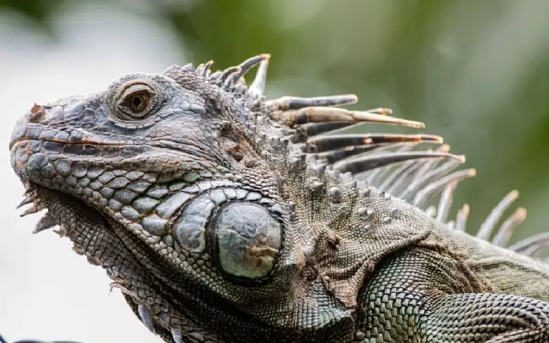 في فلوريدا.. خبراء يحذرون من تساقط