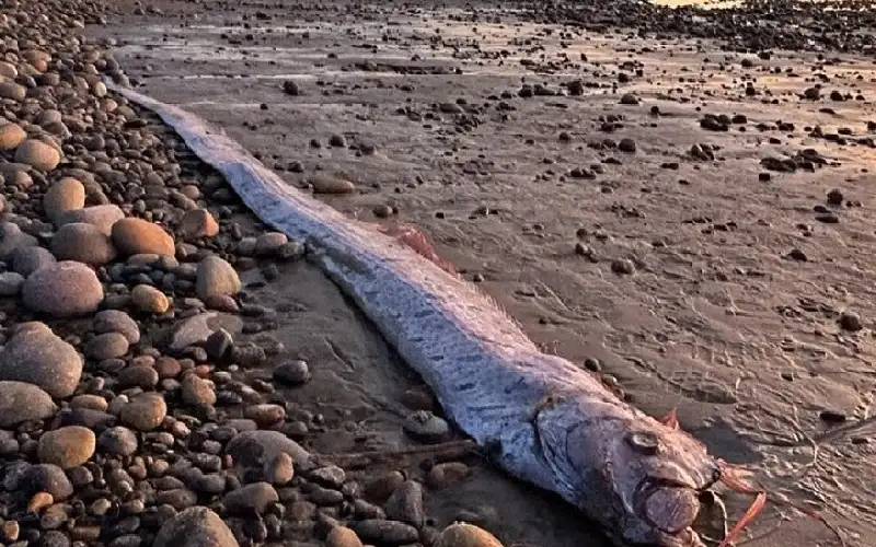 سمكة يوم القيامة ترعب السكان في