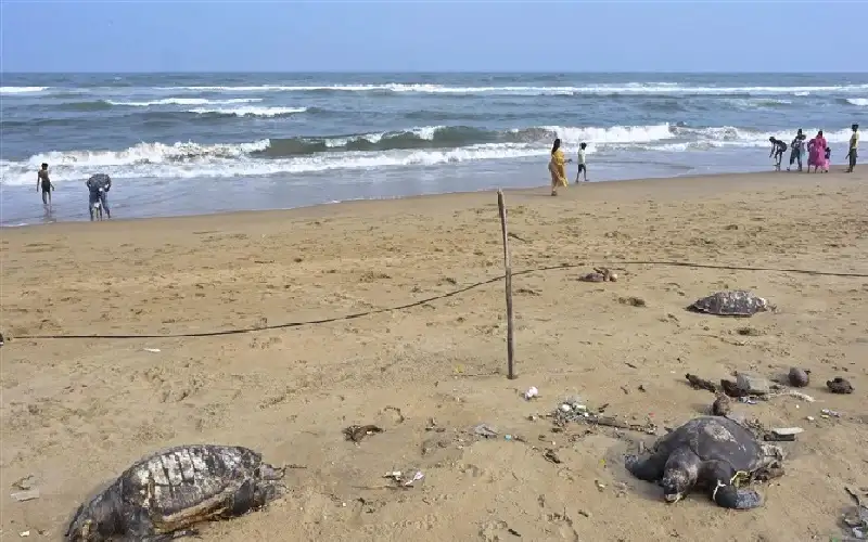 السلاحف البحرية النافقة تثير القلق في