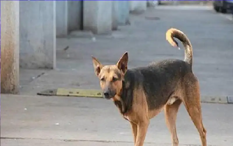 قتل كلبا سحلا بسيارته