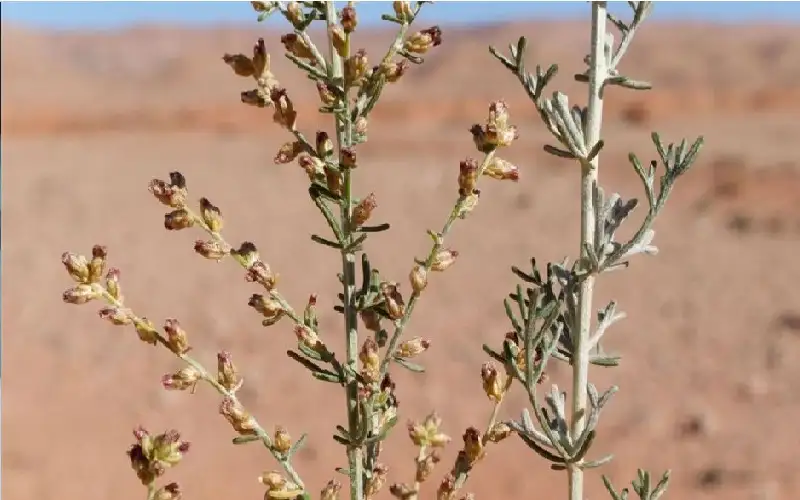 الشيح الأبيض.. نبات عطري ربما يكون