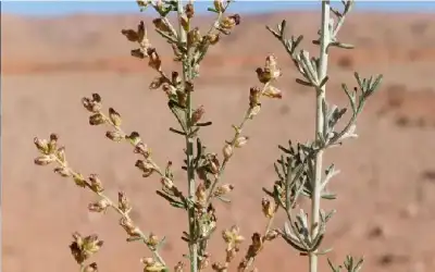 الشيح الأبيض.. نبات عطري ربما يكون
