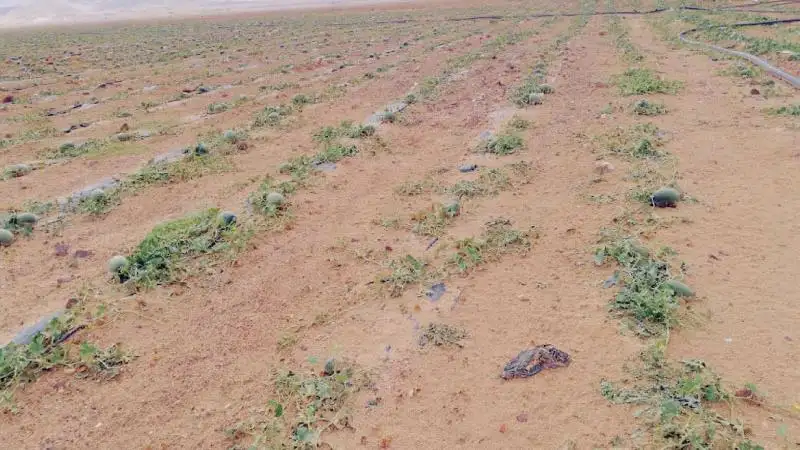 مدير الإقراض الزراعي يتفقد مشاريع وادي