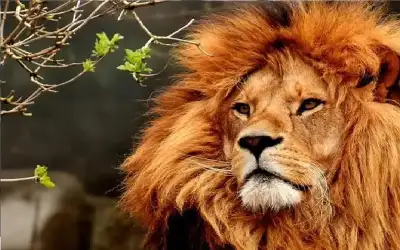 أسد يلتهم حارسه بدلا من وجبته