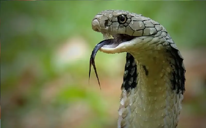 مصرع طفل لدغه ثعبان أمام منزله