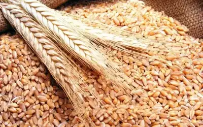القضاة : بحث إمكانية استيراد القمح