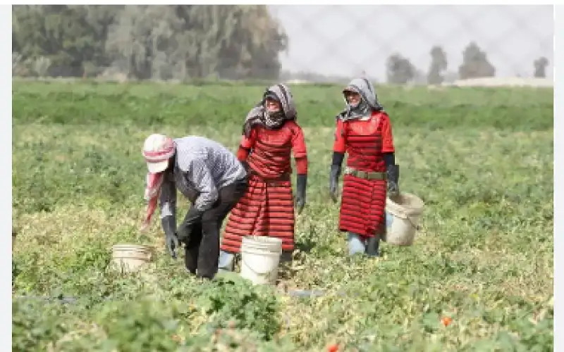 73 ألف لاجئ يعملون بالقطاع الزراعي