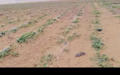 إعادة تأهيل بساتين المزارعين في ضانا