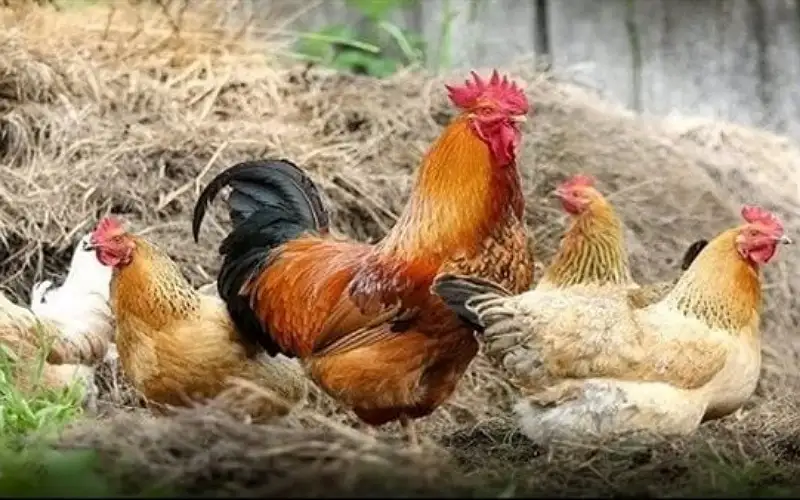 الديك يتحدى الثعلب خوفا من ثورة