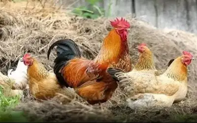 الديك يتحدى الثعلب خوفا من ثورة
