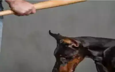سجن رجل أمريكي 457 عاما بسبب