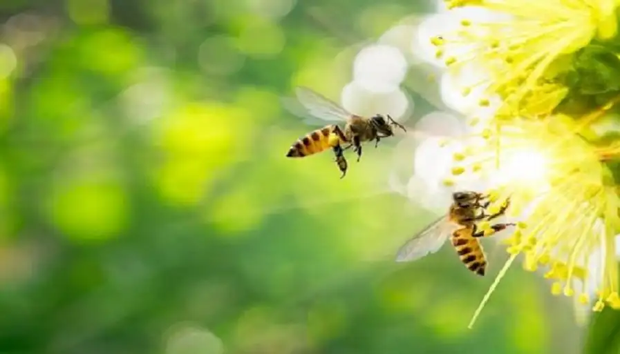 النحل يستطيع العد من اليسار إلى