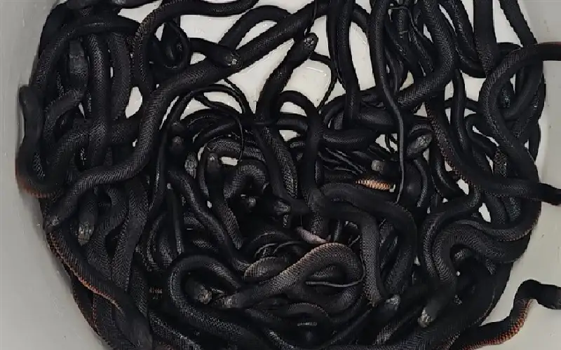 أستراليا.. يكتشف أكثر من 100 ثعبان