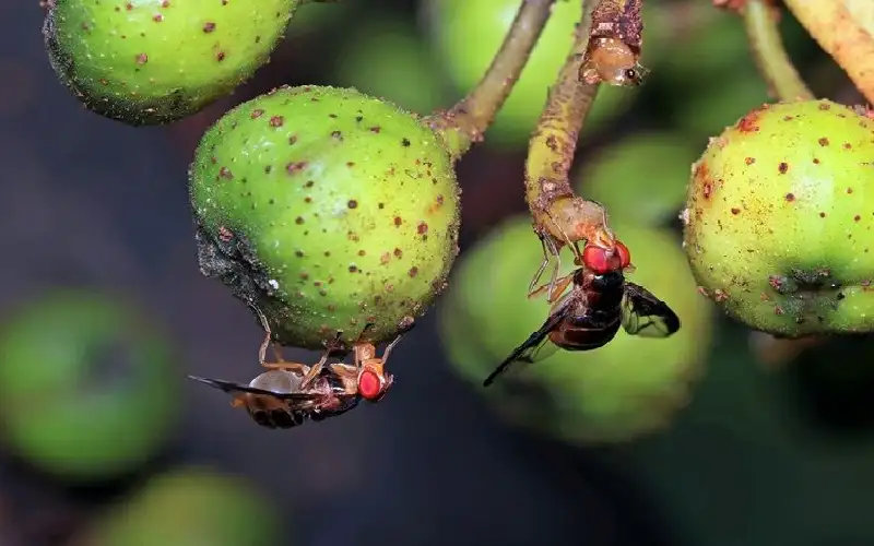 فك شفرة إنتاج الإنسولين عبر أبحاث