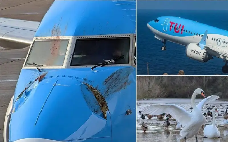 لندن.. بجعتان تصطدمان بطائرة وتجبرانها على