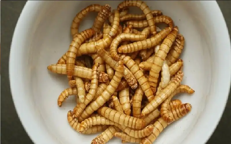 بداية من الاثنين.. الاتحاد الأوروبي يسمح