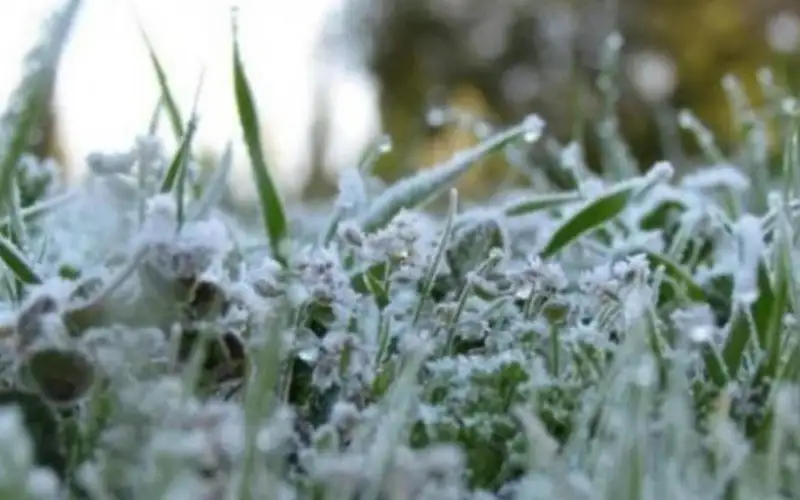 الزراعة: لم تسجل أي شكوى جديدة