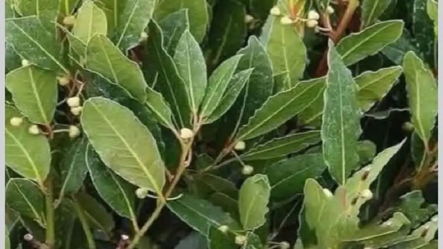 ازرعوا شجر الغار