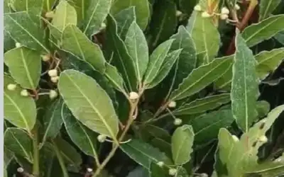 ازرعوا شجر الغار