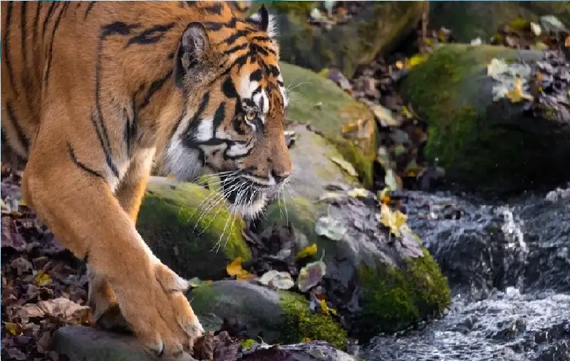 فيديو: أفغاني بطل ينقذ قريته من