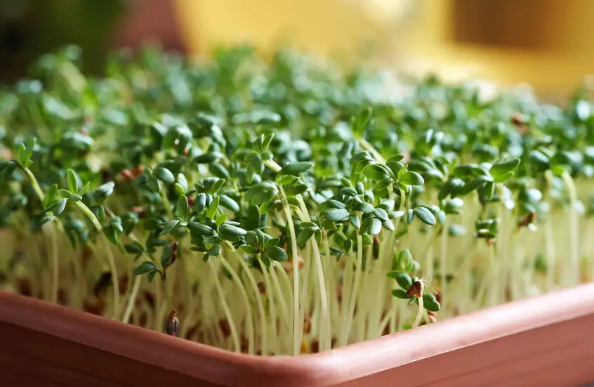 هل يمكن لبراعم البروكلي أن تمنع