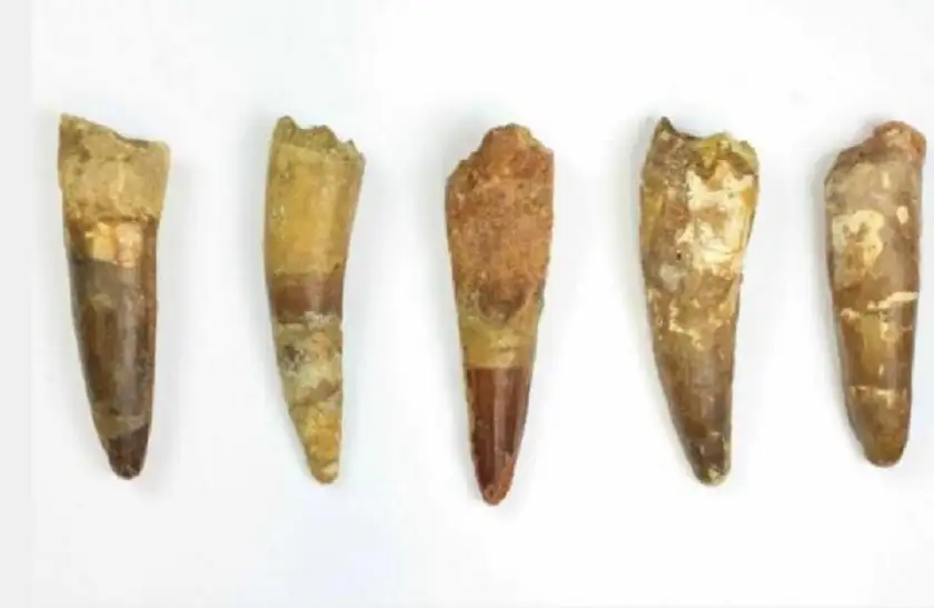 فرنسا: ضبط أسنان ديناصورات كبيرة قادمة