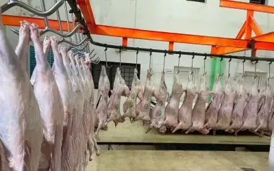 حملات رقابية على أسواق العقبة قبيل