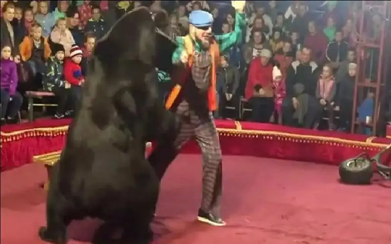 عرض ترفيهي يتحول إلى كابوس.. دب
