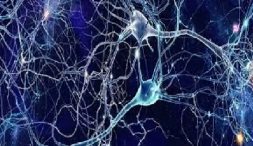 اكتشاف سلاسل عصبية في الدماغ مرتبطة
