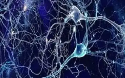 اكتشاف سلاسل عصبية في الدماغ مرتبطة