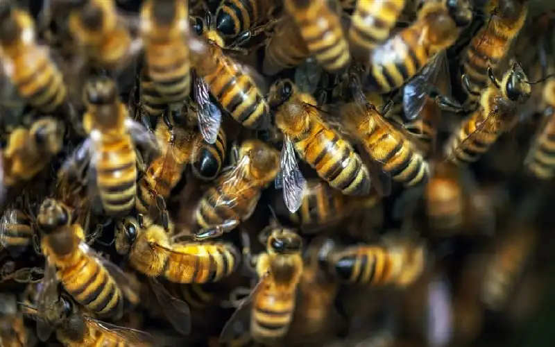 هجوم نحل مفاجئ يحول نزهة عائلية