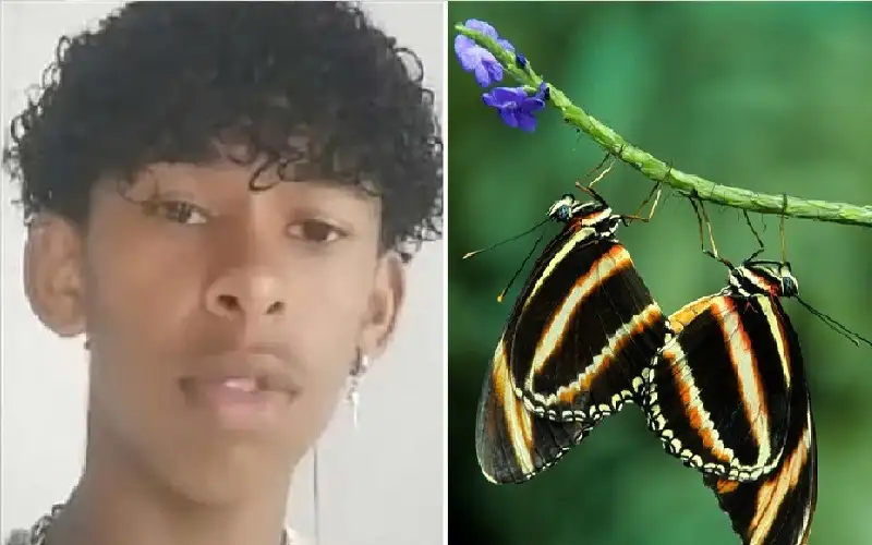 تحدي الفراشة المميت على تيك توك