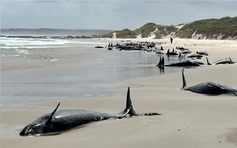 مشهد مرعب لجنوح أكثر من 150