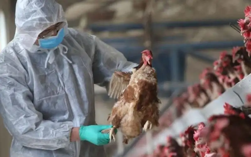 بعد تفشى إنفلوانزا الطيور .. أميركا