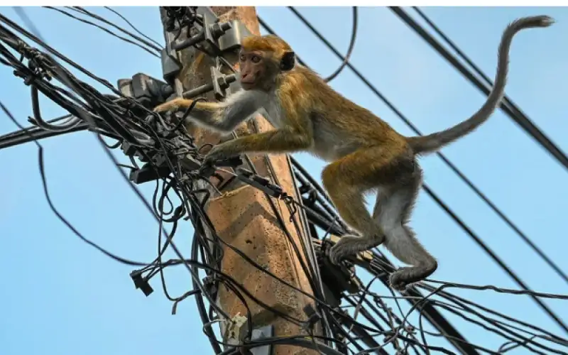 غضب في سريلانكا بعد قطع قرد