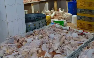 إتلاف 20 طنا من الدجاج الفاسد