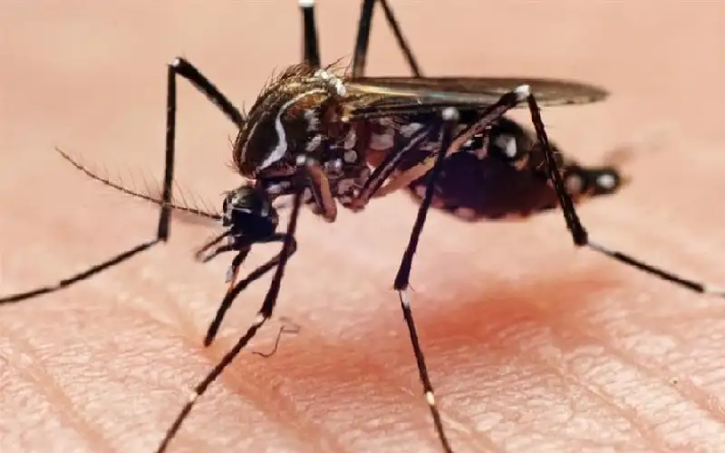 الفلبين ترصد مكافأة مقابل صيد البعوض