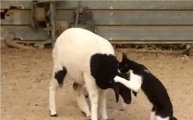 علاقة لا مثيل لها.. تتويج قطة